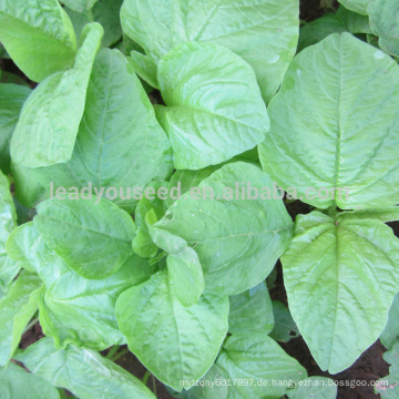 AM02 Baixian rundes blatt weiß amaranth samen von gemüsesamen